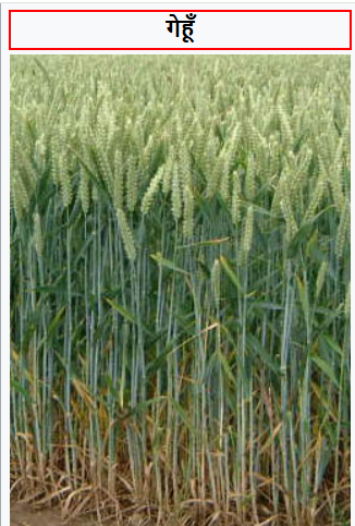 गेहूं की फसल से जुड़े 30 महत्वपूर्ण प्रश्नोत्तर | Wheat Crop Questions in Hindi