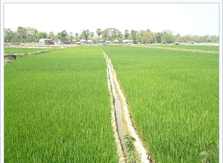 धान की फसल से संबंधित 50 महत्वपूर्ण प्रश्न उत्तर | Paddy Crop GK in Hindi